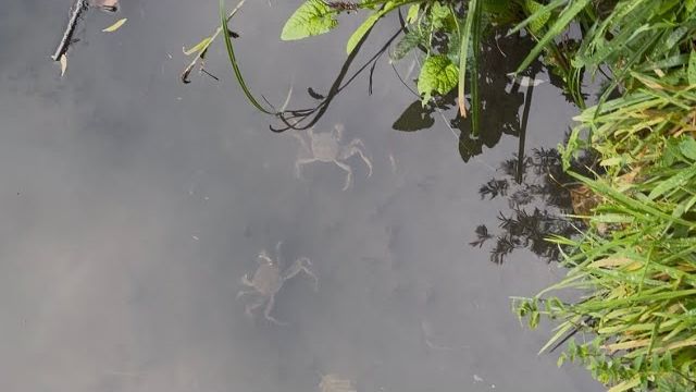 Zwei Wollhandkrabben im flachen Wasser am Ufer.